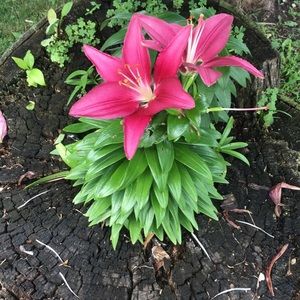 Meet your Posher, Gina